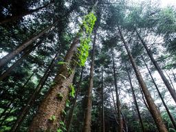 피톤치드, 사람 몸에 꼭 이롭기만 할까?