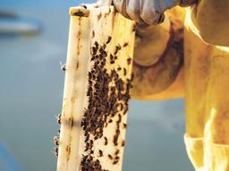 <strong>꿀벌</strong>이 지구 떠나는날, 지구는 인간을 떠난다