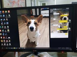 강아지 결사반대한 아빠.. 해외서 `랜선`개아빠로 변심