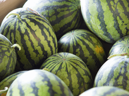 ‘보고·들고·두드리고’ 신선한 수박 고르는 법