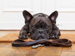 ‘반려동물 인구 1000만시대, 건강하게 같이 살아가려면?’