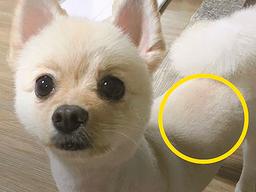 폭염이라고 빵실빵실한 강아지 털 <strong>밀면</strong> 안 되는 이유