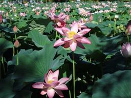 폭염 덕에 길게 피는 연꽃…두물머리 홍련-백련 절정