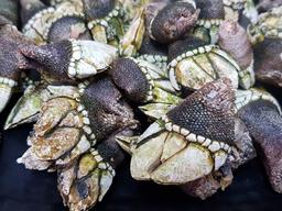 [석창인 박사의 오늘 <strong>뭐</strong> <strong>먹지</strong>?]밍밍함과 짭조름 사이… 거북손의 묘한 맛