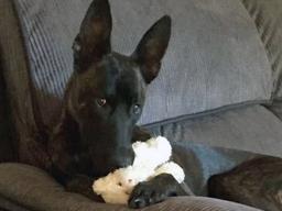 다정한 성격 탓에 경찰 학교에서 <strong>퇴학</strong>당한 애교쟁이 경찰견