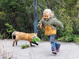 사람에게 꼬리 흔드는 여우… <strong>유전자</strong>에서 비결 찾았다