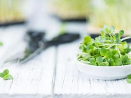 ‘영양소 밀도’ 높은 물냉이, 대체 뭐가 좋길래?