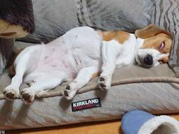 "여기가 아프리카도 아니고.." <strong>비글</strong>도 항복한 '이곳' 더위