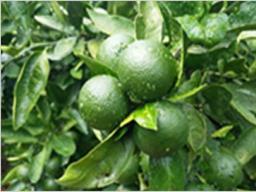 풋<strong>귤</strong>이 피부에 미치는 영향