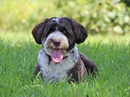 폭염 <strong>산책</strong>, 지열 더위약한 강아지엔 치명적…