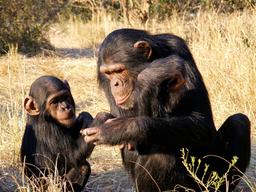 “인간만이 가진 특별한 ‘<strong>언어</strong> <strong>유전자</strong>’는 없다”