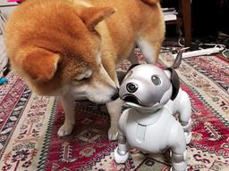 아이보 따라하는 개, 로봇과 친구 될 수 있을까