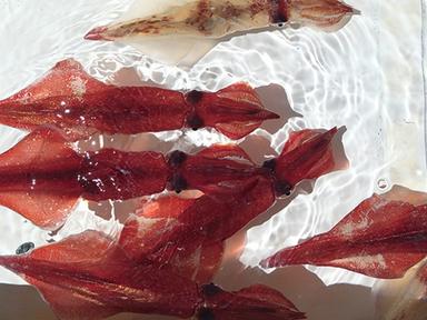 제주도 “한치”<br>미인의 맛을 탐하다!