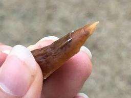 못 박힌 <strong>간식</strong>에 독극물까지…산책나가기 두려운 견주들