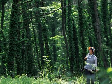 명품 숲길 품은 노로오름의 여름