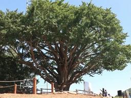 북녘에서 떠내려온 ‘남편 은행<strong>나무</strong>’ 그렇게 800년…임자, 그곳은 편안하오?