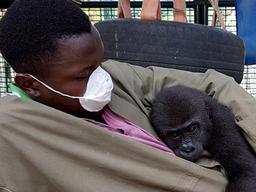 “내 아빠가 돼줘서 고마워요” 사육사 끌어안은 아기 고릴라