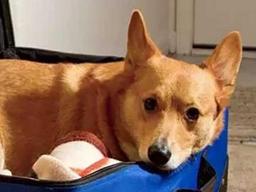 죽음 앞둔 아내에 반려견 보여주려 '007작전' 수행한 남편