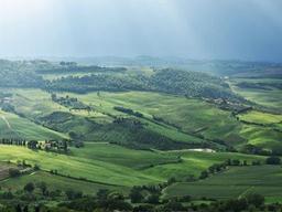 높은 가로수 사이 넘실대는 올리브 물결