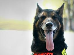 순직1호 경찰견의 마지막 가는길