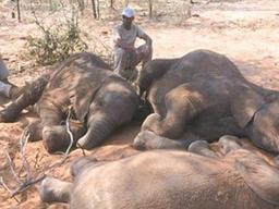 “사상 최악 밀렵” 보츠와나 코끼리 87마리 상아 뽑힌 채 떼죽음