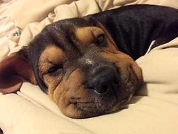 "문 열어주개!"..유리문에 '촉촉한' 애교 부리는 강아지