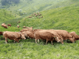 억울한 마블링을 위한 <strong>변론</strong>