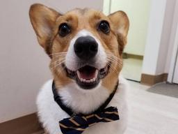 '몰래 나왔는데..' 외출하다 <strong>강아지</strong>에게 딱걸린 주인