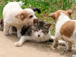 천방지축 강아지 등살에 고양이는 '개고생'