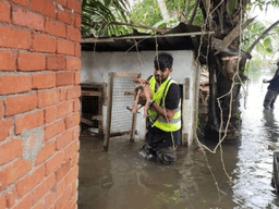 "개들만 두고 피난할 수 없어요."