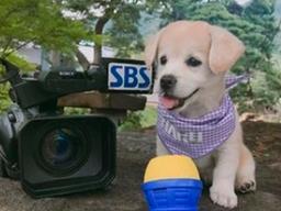 '인절미'를 아시나요? SNS 반려동물에 열광하는 랜선 집사들