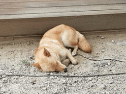 폭염에 방치됐던 '하피'… 이젠 입양준비 '끝'