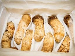 <strong>송이버섯</strong> 2톤, 국내 가격으로 따져보니 '최대 17억원'