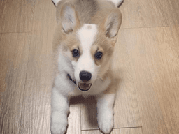 "누구냐 넌!"..이사 간 집에 낯선 강아지가 있다?