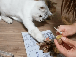 '밤껍질 서리' 하다 딱 걸린 <strong>고양이</strong>