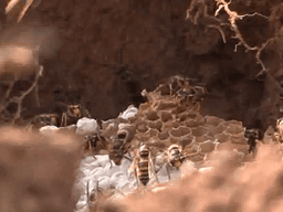 말벌만큼 무서운 '가을철 땅벌'…공격 피하는 방법은?