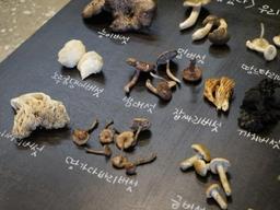 국내 300종 <strong>야생</strong>버섯, 얼마나 아시나요?