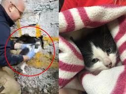 벽 보고 계속 짖어대던 강아지…그 안에서 발견된 놀라운 정체