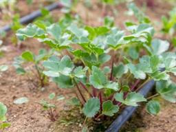 <strong>바닷가</strong>에서 자라는 ‘해방풍’…맛의 방주 오르다