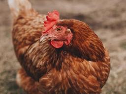 “<strong>미꾸라지</strong>가 물을 흐려?”... 속담과는 다른 현실 이야기들