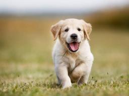 반려동물 입양 전, 주의사항 점검하세요