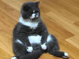 "내 궁둥이 왜 맴매했어?".. 엄마한테 뿅망치 맞아 서러운 고양이