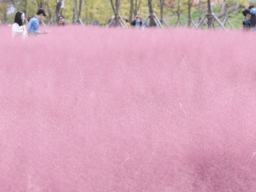 4년 만에 축구장 15.5배··· <strong>핑크뮬리</strong>, 가을을 점령하다