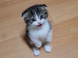 "엄마, 형아가..냥냥늉늉" 서서 말하는 고양이