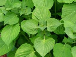 이 좋은 깻잎, 잘 <strong>보관</strong>하고 잘 먹는 법