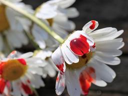 <strong>연인</strong> 목 졸라 <strong>살해</strong>, 시신 훼손한 20대 긴급체포