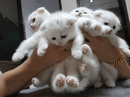 "어서 와~ '냥다발'은 처음이지?"