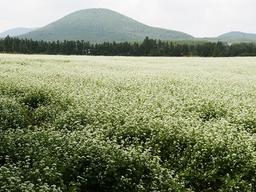 봉평보다 제주…10월 한라산 중턱은 새하얀 메밀꽃