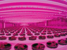 쌉싸름한 <strong>상추</strong> 달착지근한 <strong>상추</strong> ‘한곳에서’ 재배