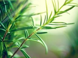 로즈마리, 카모마일, 자스민…다 같은 허브가 아니다